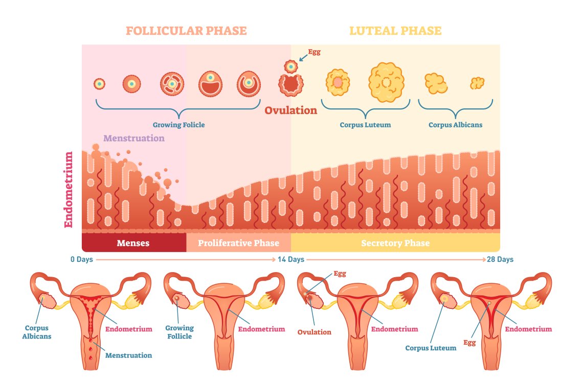 Ako funguje menstruačný cyklus? 